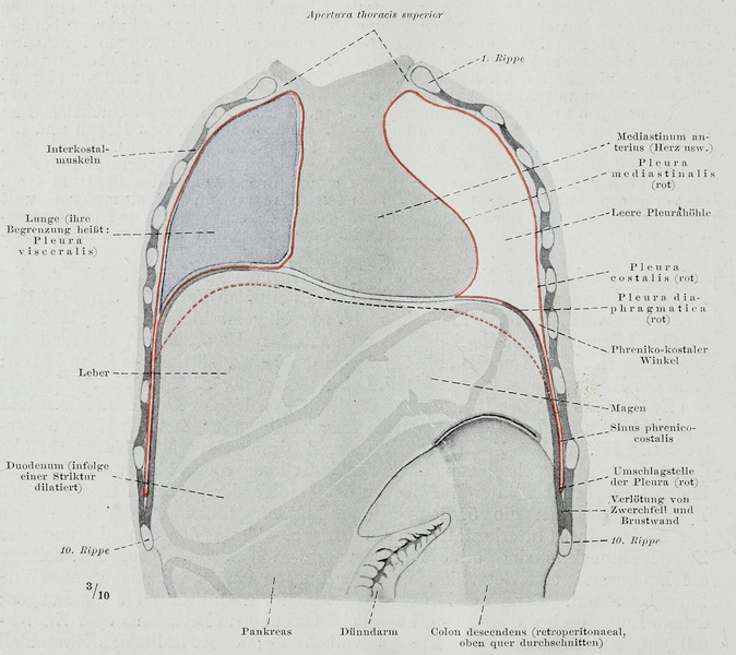 File:Braus 1921 112.png