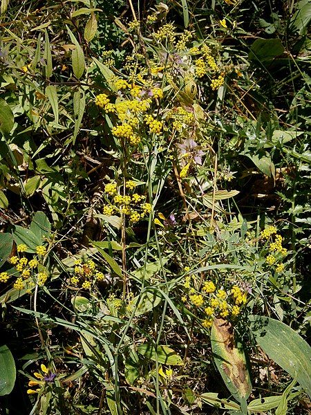 File:Bupleurum falcatum 001.jpg