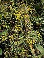 Bupleurum falcatum