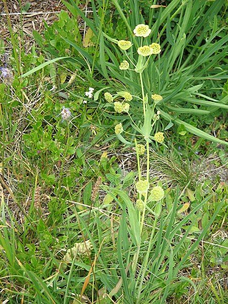 File:Bupleurum stellatum1.jpg