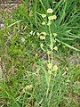 Bupleurum stellatum