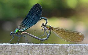 Calopteryx Splendens