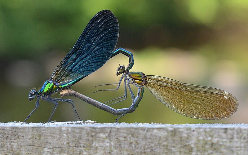 File:Calopteryx virgo copulating.jpg