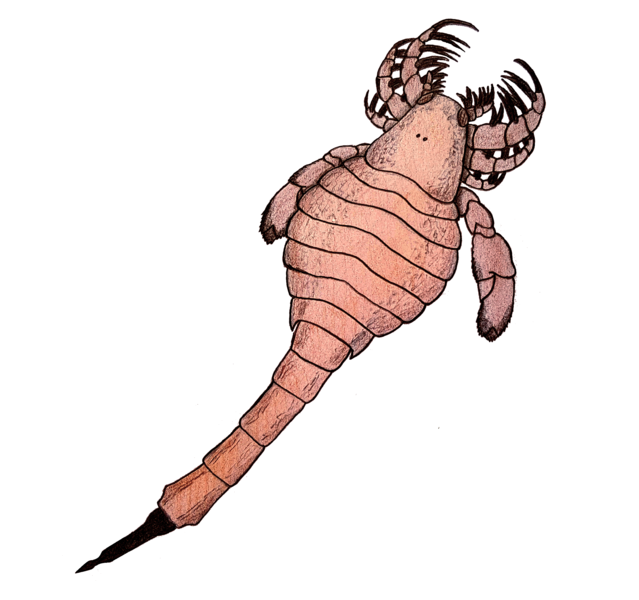 File:Carcinosoma newlini.png