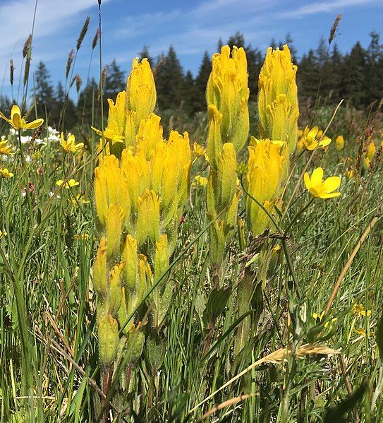 File:Castilleja levisecta bracts.jpg