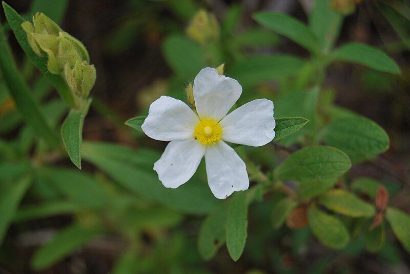 File:Cistus sintenisii.jpg