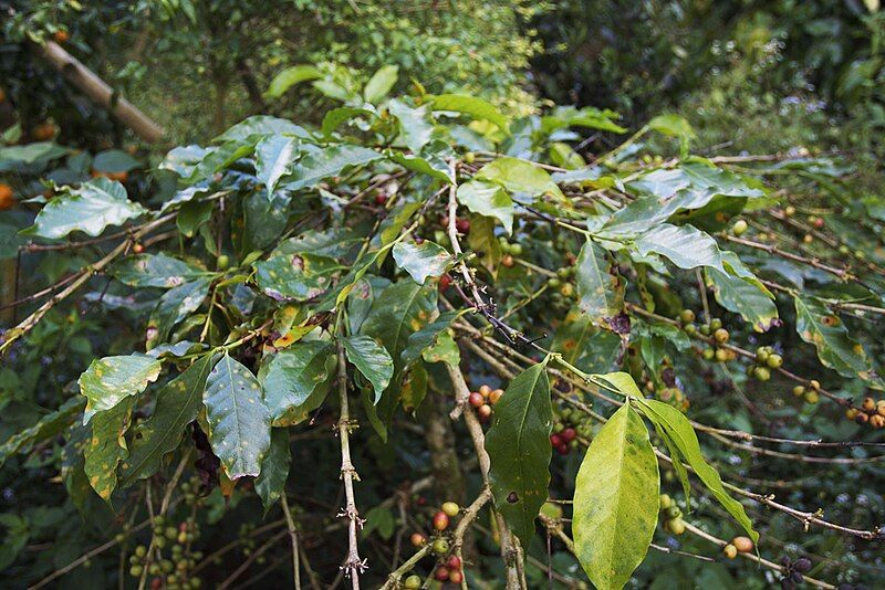 File:Coffee-leaf-rust-defoliation.jpg