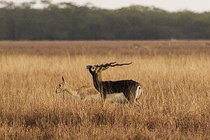 Blackbuck antelopes