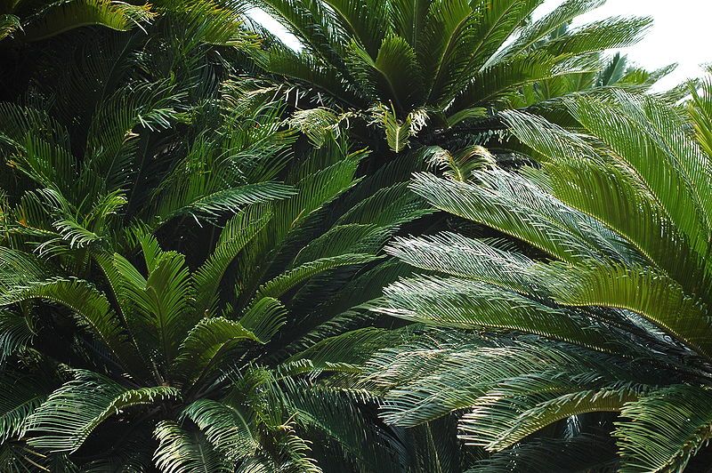 File:Cycads.JPG