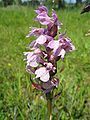 Dactylorhiza traunsteineri Inflorescence