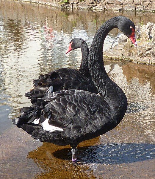 File:Dawlish Black Swans.jpg