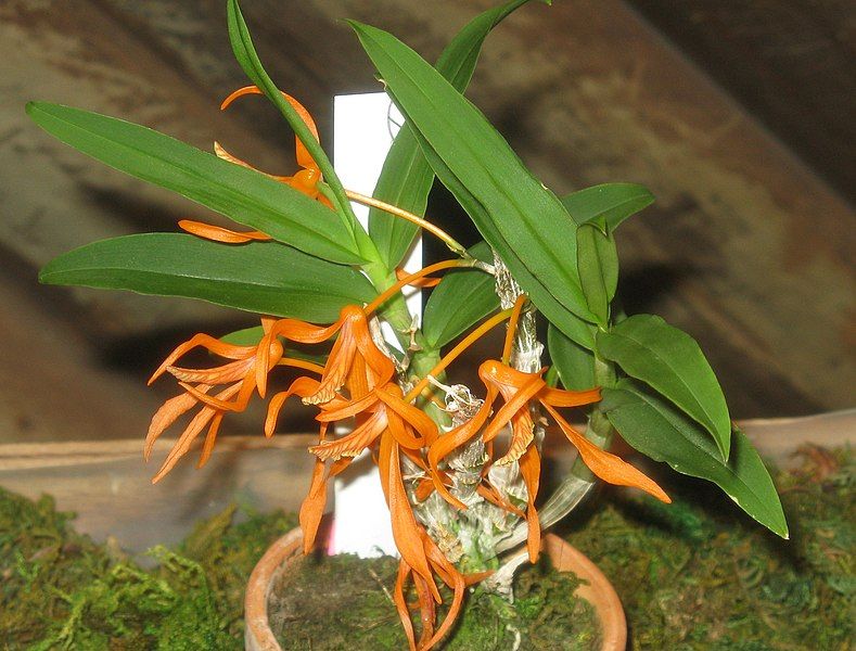 File:Dendrobium lamyaiae1.jpg