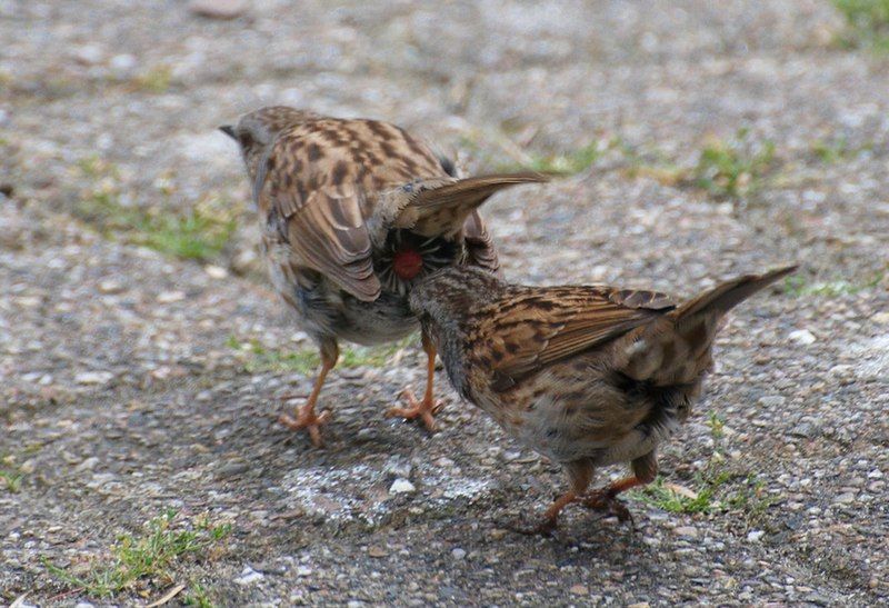 File:Dunnocks cloaca pecking.jpg