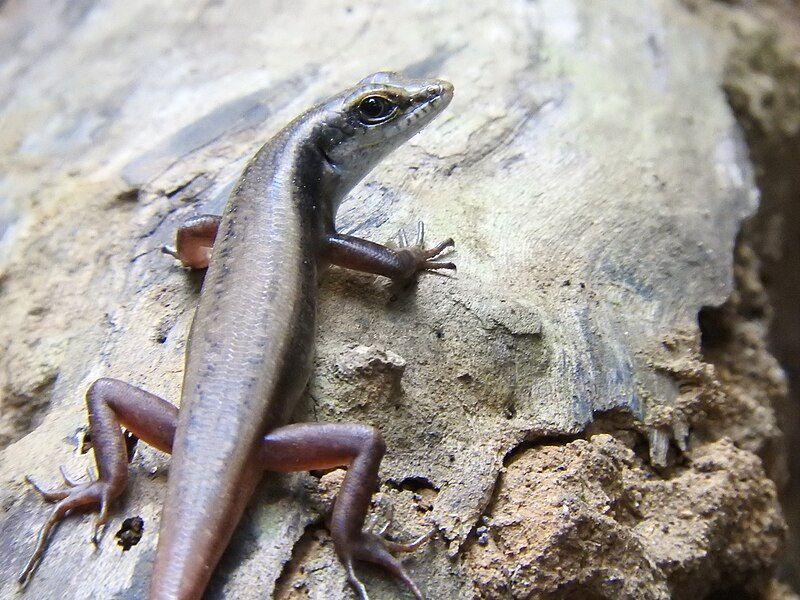 File:Dussumier's Litter Skink.jpg