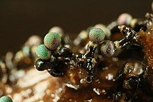 fruiting bodies of a slime mold