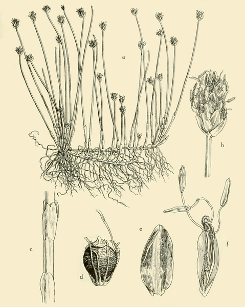 File:Eleocharis flavescens AWP-SW.png