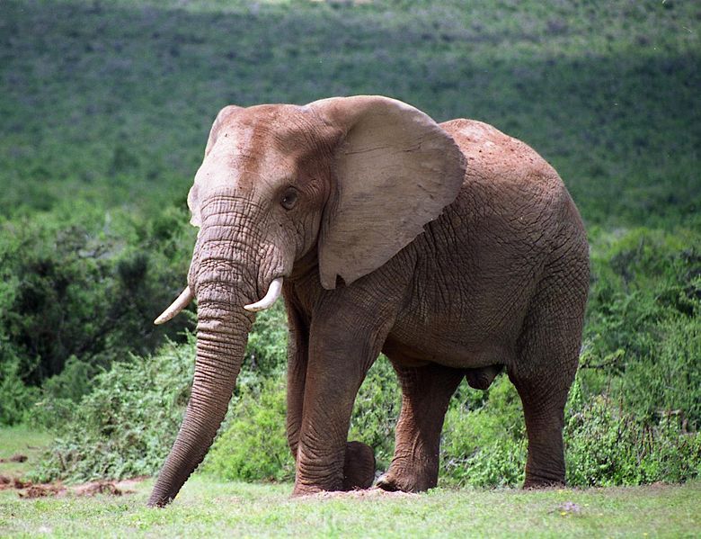 File:Elephant Addo.jpg