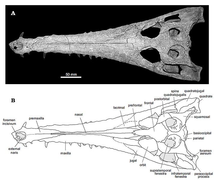 File:Eosuchus.jpg