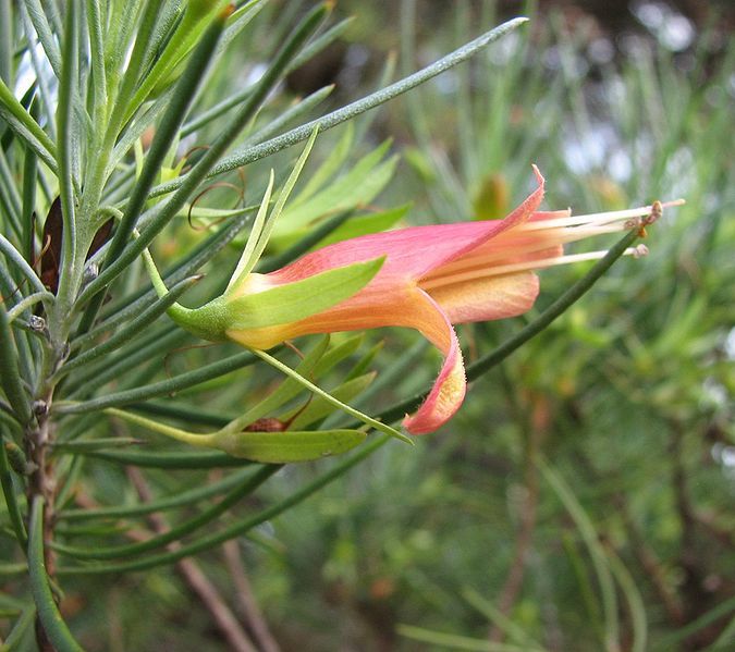 File:Eremophila oldfieldii.jpg