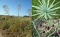 Eryngium pandanifolium