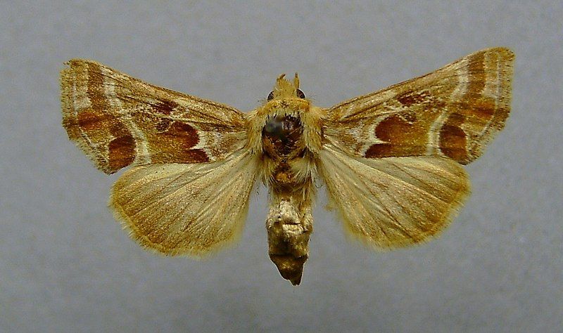 File:Euchalcia siderifera.JPG