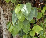 Sacred fig -- (Bo tree, pipal in Hindi, Asvattha in Bengali, ಅರಳಿ ಮರ araLi mara in Kannada, Jari in Gujarati, Pimpal-पिंपळ in Marathi and Ashvatthame in Telugu, Arasu/Arasa Maram அரச மரம் in Tamil) -- Ficus religiosa