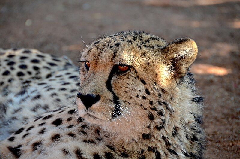 File:Gepard Portrait.jpg