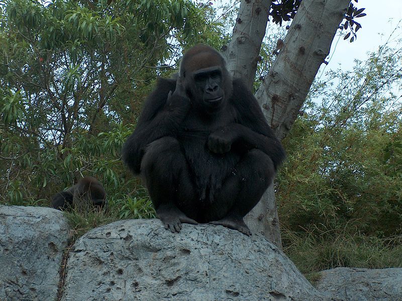 File:Gorilla03.jpeg