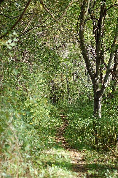 File:Great Flats trail.jpg