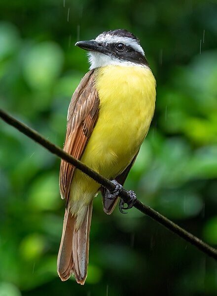 File:Great kiskadee (70240).jpg