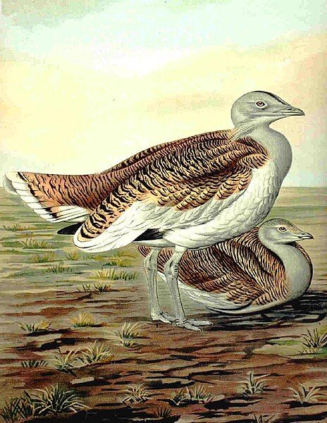 File:Greatbustard.jpg