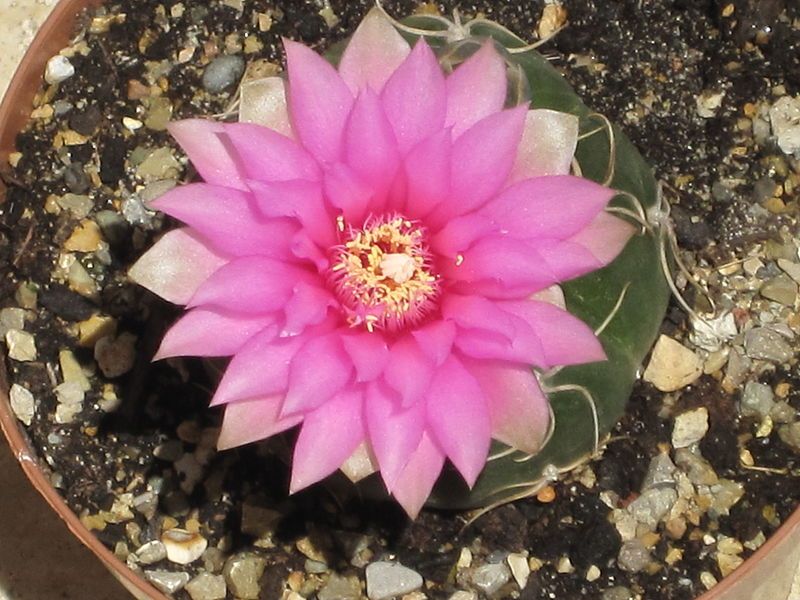 File:Gymnocalycium denudatum 7.JPG