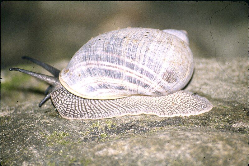 File:Helicophanta farafanga.jpg