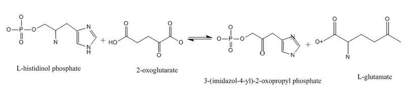 File:Histidinol Phosphate Trans.jpg