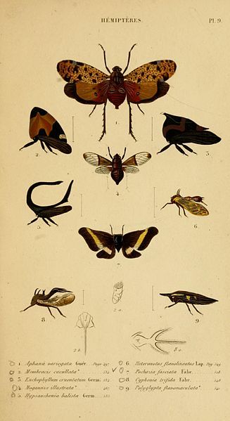 File:HistoireNaturelleInsectes.Hémiptères.Plate9.jpg