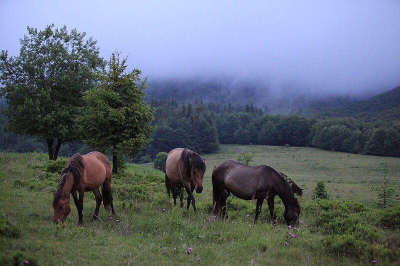 File:Hucul (horse).jpg