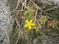 Hypericum humifusum