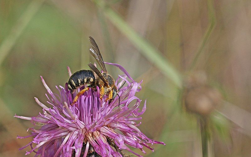 File:Icteranthidium laterale.jpg