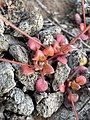 Idahoa scapigera tiny basal leaves