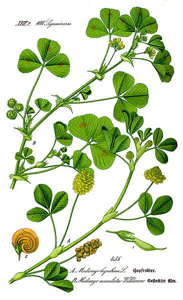 File:Illustration Medicago arabica1.jpg