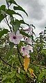 Flowers in Ranchi, India