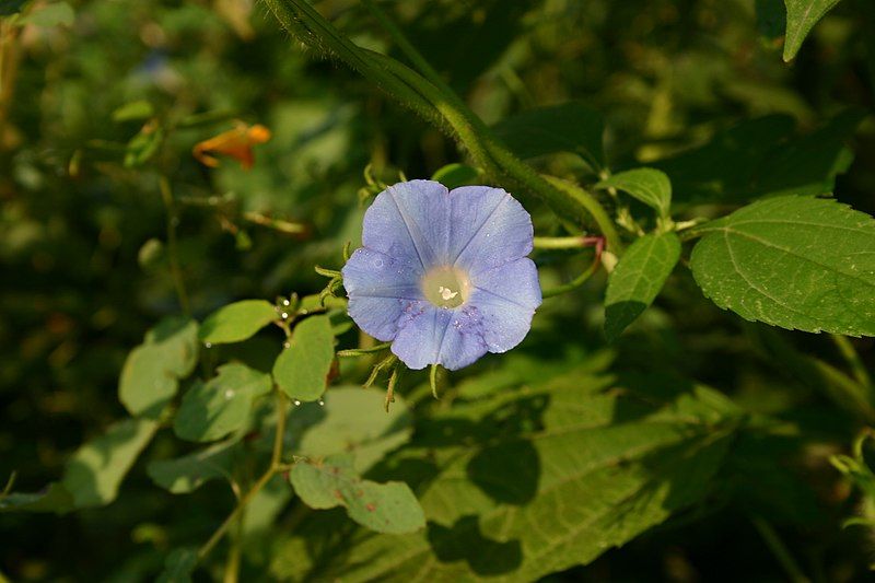 File:Ipomoea hederacea 001.JPG