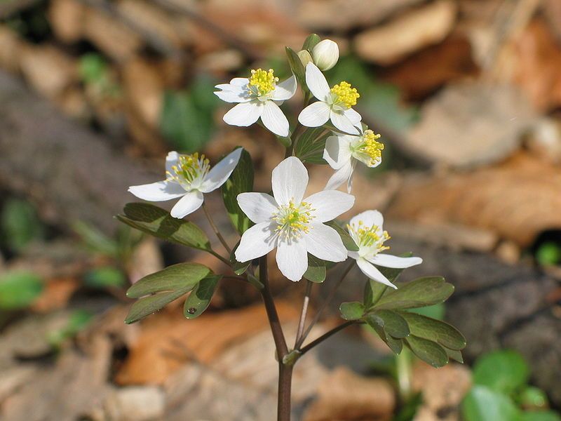 File:Isopyrum thalictroides2.jpg