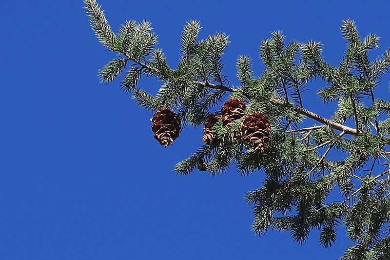 File:J20151112-0020—Pseudotsuga macrocarpa—RPBG (23035690562).jpg