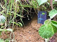 Burrow entrance, Zealandia