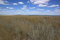 Kurumbel Steppe in 2010