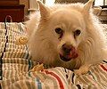 American Eskimo Dog (Still on WP 2008-02-08)