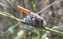 Malagasy lantern bug nymph