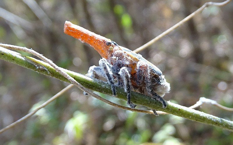 File:Madagascan Leaf bug.JPG