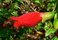 Mitraria coccinea